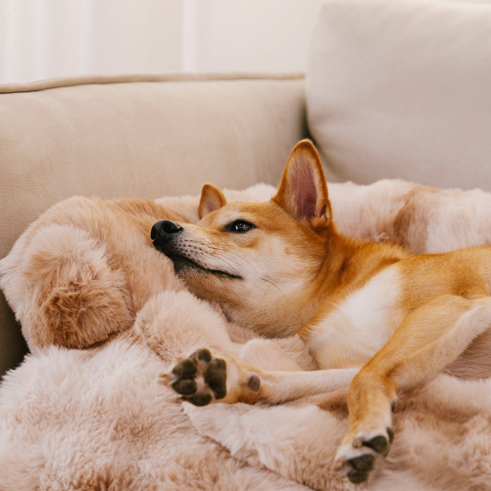 Fluffy Fuzzy Calming Dog Bed & Sofa Protector — Comfort Meets Style
