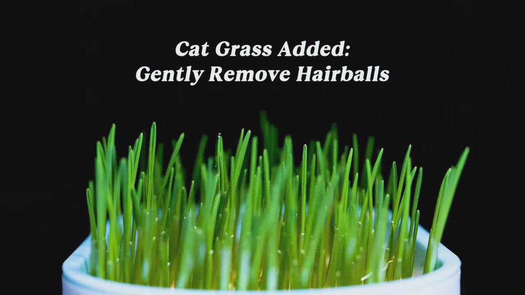 Natural Catnip Cat Grass Treats — Tasty, Functional & Healthy